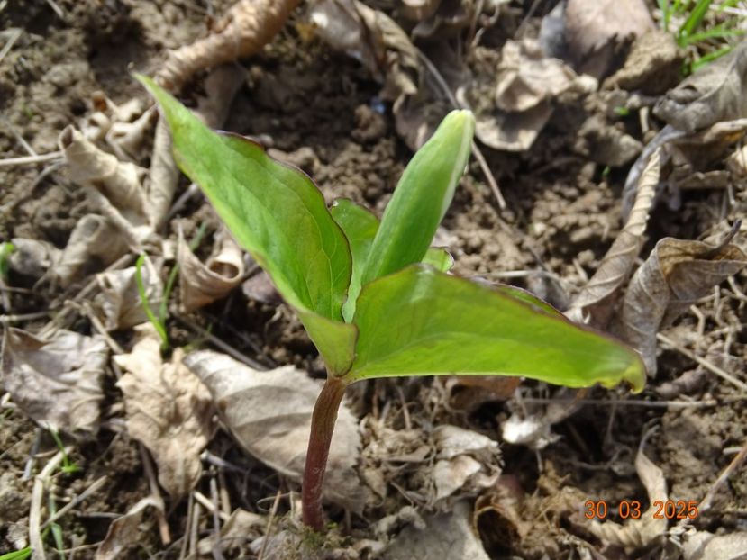 trillium grandiflorum - z-Dobarland 2025