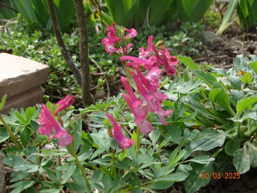 corydalis solida Beth Evans - z-Dobarland 2025