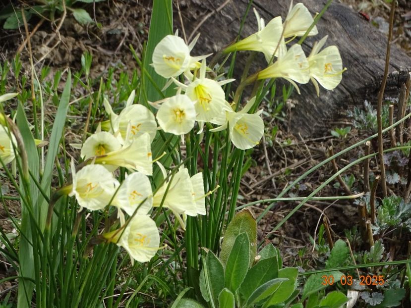 Arctic Bells - z-Dobarland 2025