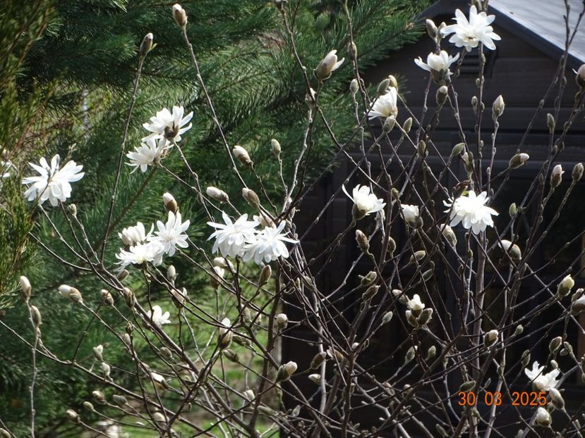magnolia stellata - z-Dobarland 2025
