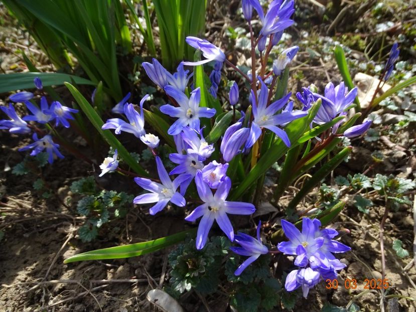 chionodoxa Violet Beauty - z-Dobarland 2025