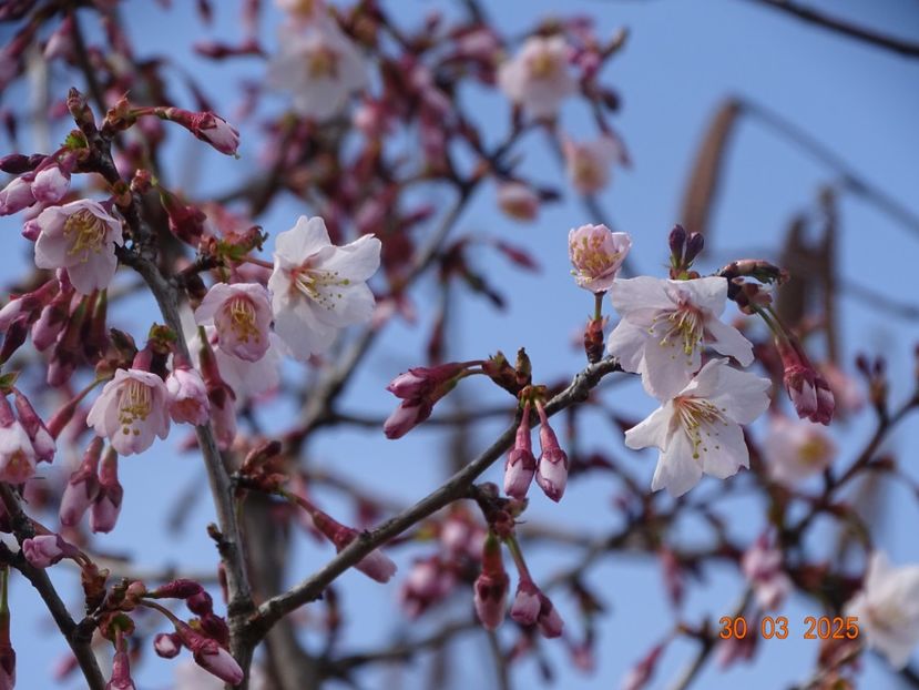 prunus Ruby - z-Dobarland 2025