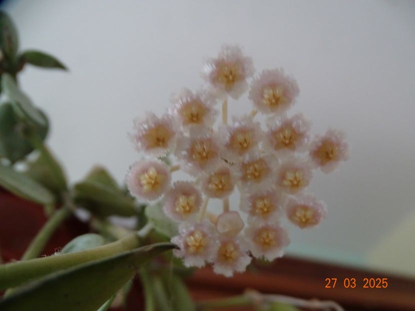 - Hoya si altele