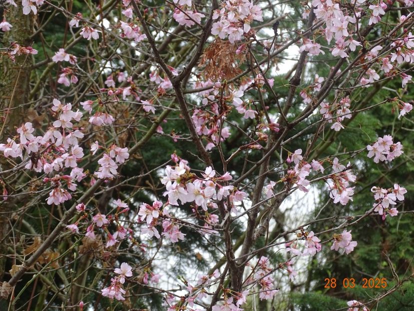  - Copacei si arbusti 2025