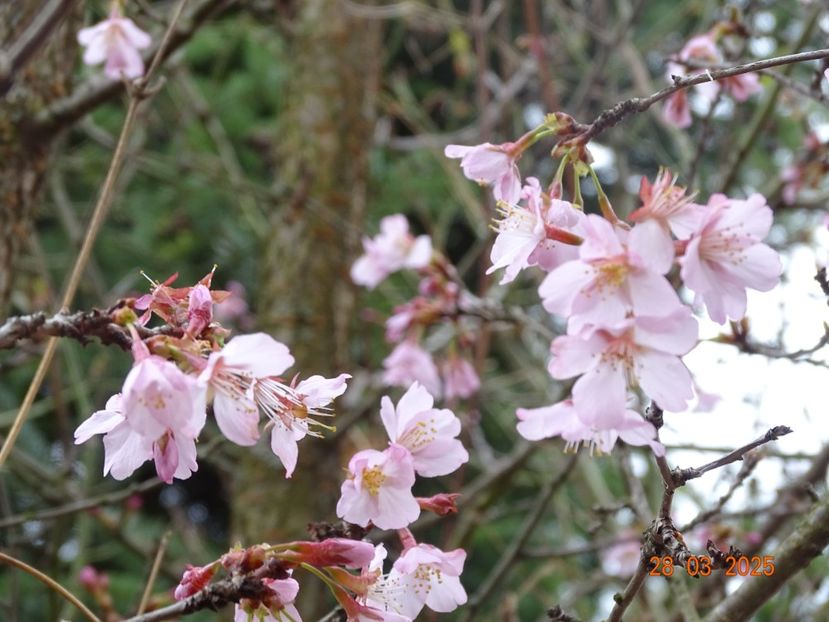  - Copacei si arbusti 2025