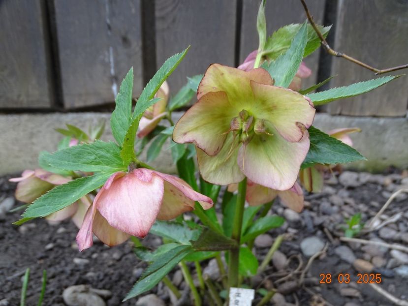  - Helleborus 2025