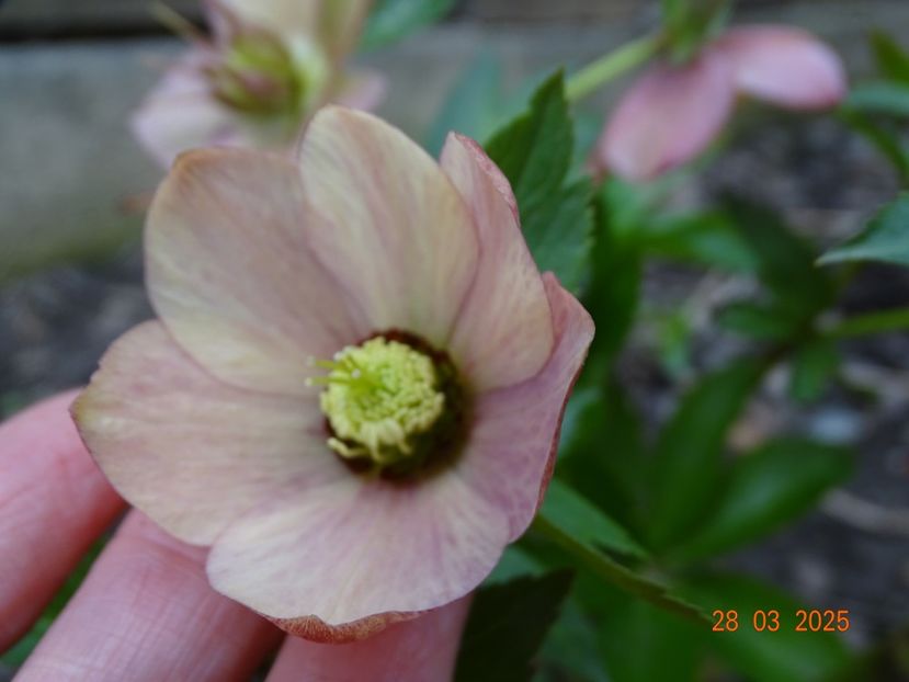  - Helleborus 2025