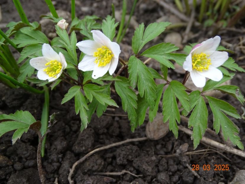 anemone nemorosa - Primavara 2025