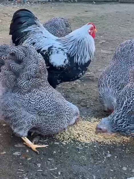 Screenshot_20250330-231834_Video Player - Wyandotte pitic argintiu cu duble benzi 2025