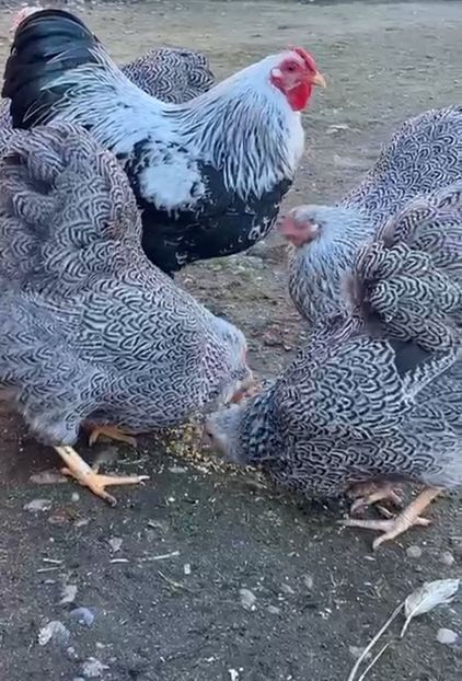 Screenshot_20250330-231837_Video Player - Wyandotte pitic argintiu cu duble benzi 2025