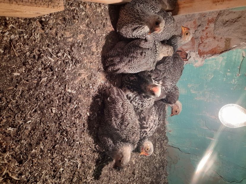  - Wyandotte pitic argintiu cu duble benzi 2025