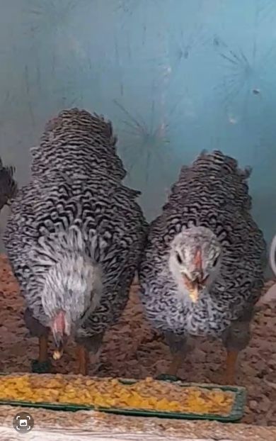 Screenshot_20250323-183841_Gallery - Wyandotte pitic argintiu cu duble benzi 2025