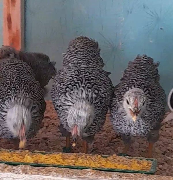 Screenshot_20250323-183332_Video Player - Wyandotte pitic argintiu cu duble benzi 2025