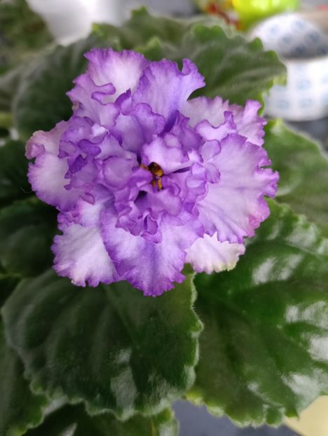  - RM-BEAUTIFUL PEARL