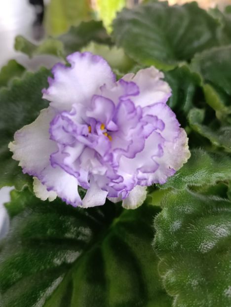  - RM-BEAUTIFUL PEARL