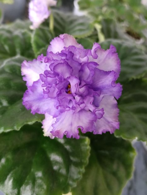  - RM-BEAUTIFUL PEARL