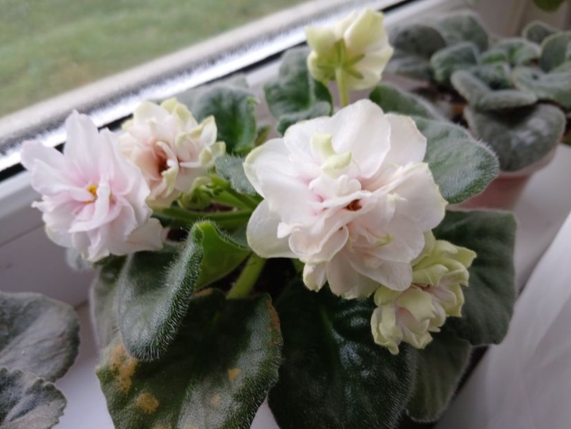  - Ek-Pearl Marshmallow