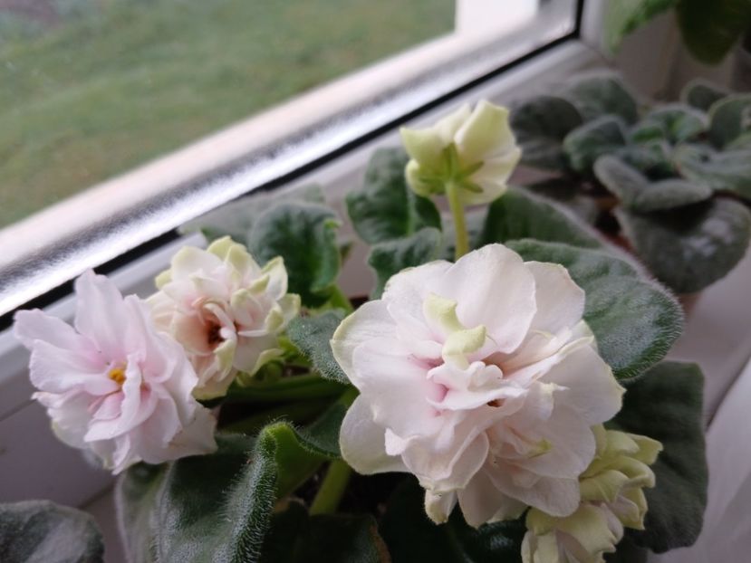  - Ek-Pearl Marshmallow