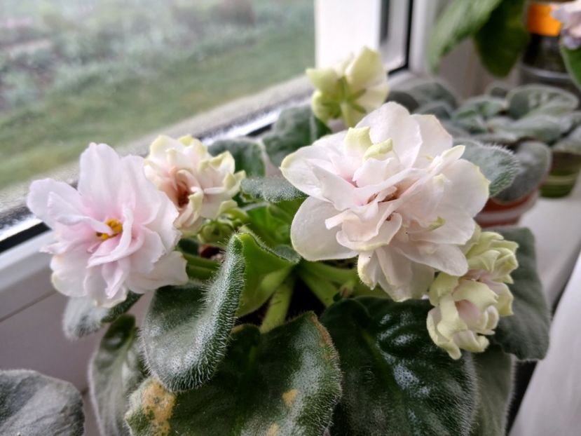  - Ek-Pearl Marshmallow