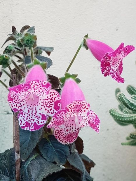 thumbnail (7) - KOHLERII 2025