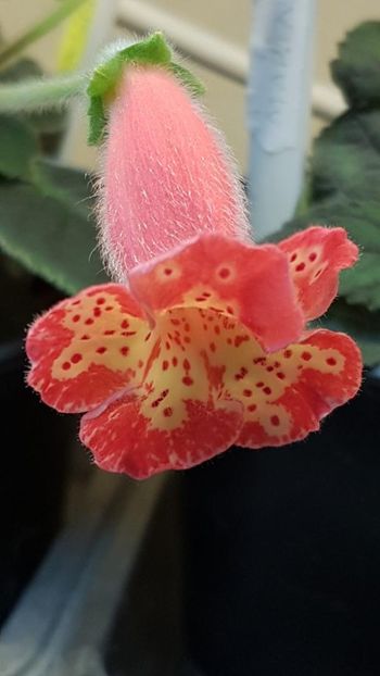 thumbnail (11) - KOHLERII 2025