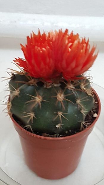 thumbnail (1) - CACTUSI 2025