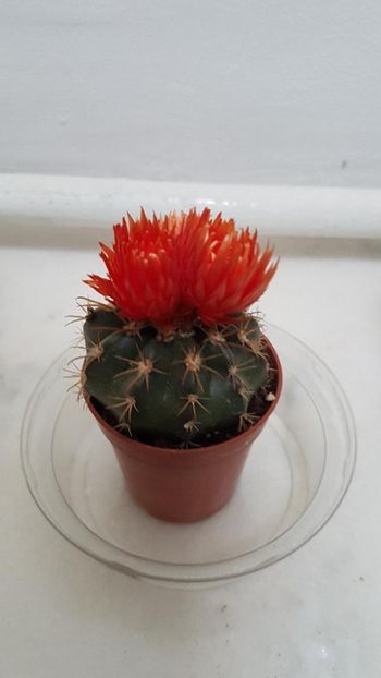 thumbnail (2) - CACTUSI 2025