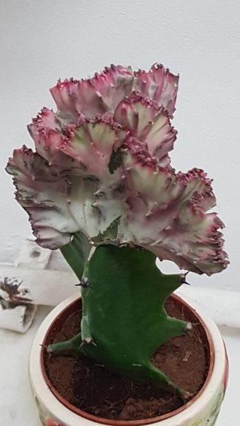 thumbnail (15) - CACTUSI 2025