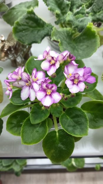  - LE-MINDALINOE PIRAJNOE