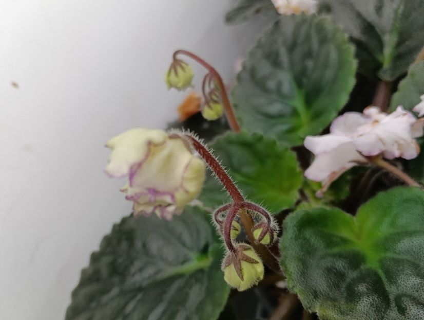  - FREDETTE S SWEET JENNIS