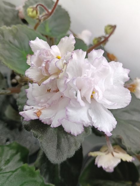  - FREDETTE S SWEET JENNIS