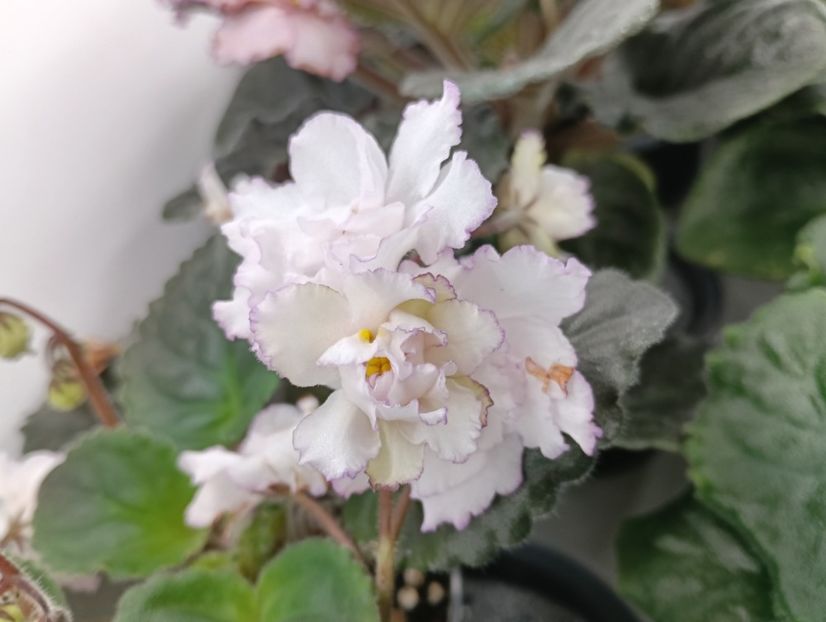  - FREDETTE S SWEET JENNIS