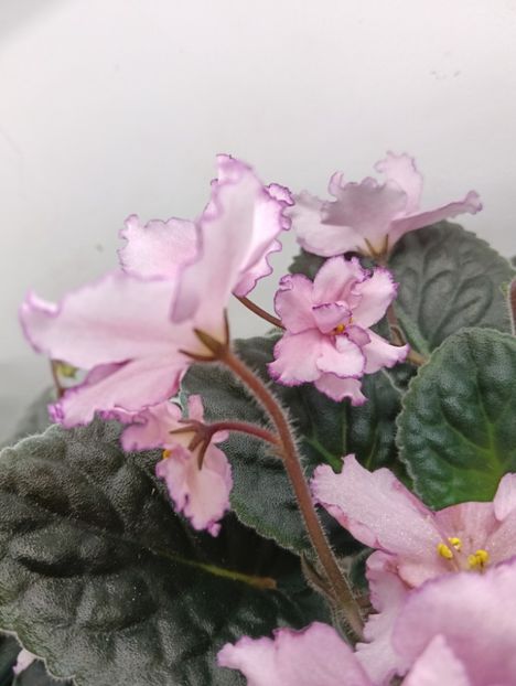  - KZ-MAIA PLISEȚKAIA