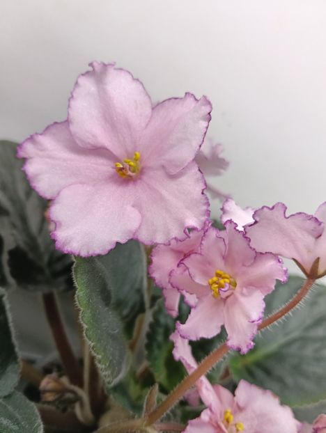  - KZ-MAIA PLISEȚKAIA