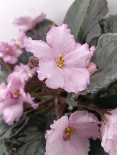  - KZ-MAIA PLISEȚKAIA