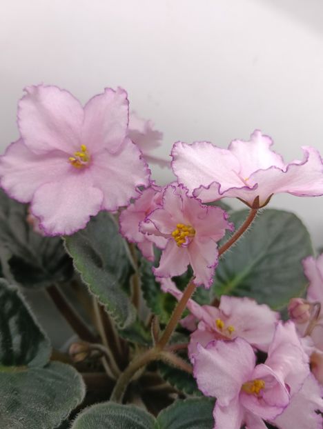  - KZ-MAIA PLISEȚKAIA