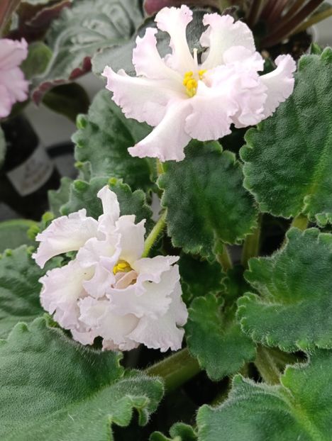  - EK- CONFECTIONER S MASTERPIECE