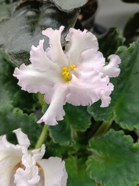  - EK- CONFECTIONER S MASTERPIECE