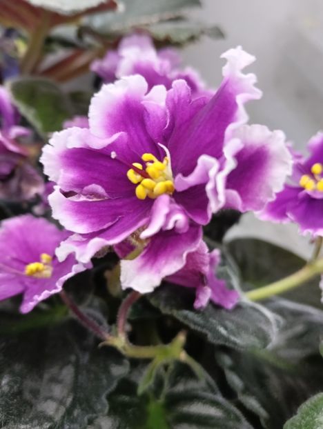  - KZ-YELANNAIA GOSTIA