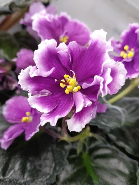  - KZ-YELANNAIA GOSTIA