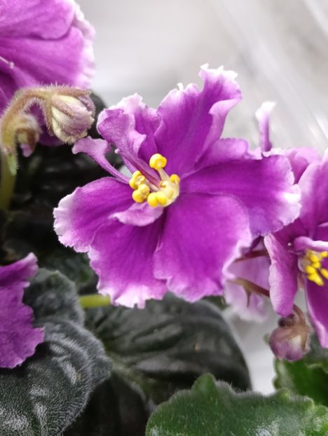  - KZ-YELANNAIA GOSTIA