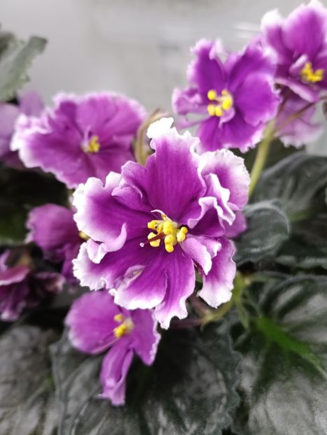  - KZ-YELANNAIA GOSTIA