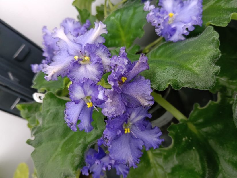  - OPTIMARA EVER PRECIOUS