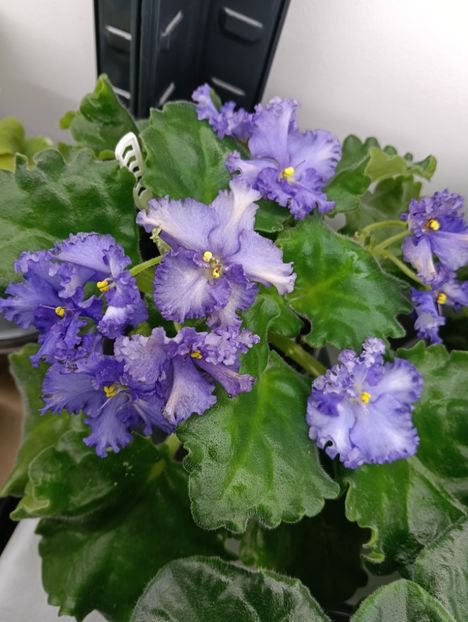  - OPTIMARA EVER PRECIOUS