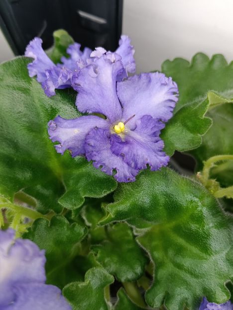  - OPTIMARA EVER PRECIOUS