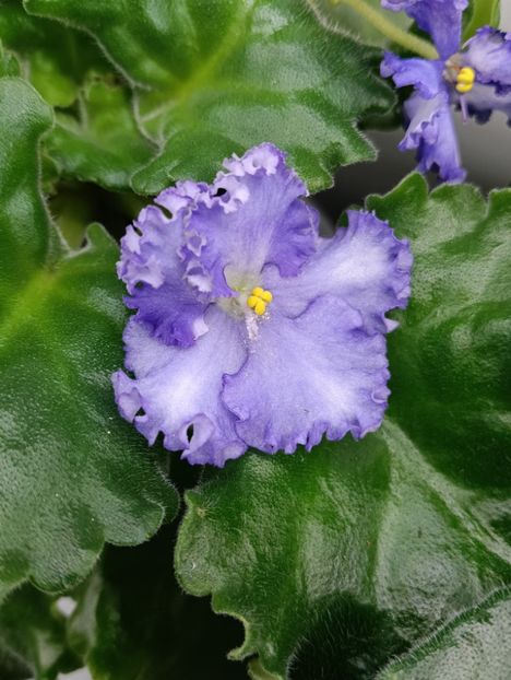  - OPTIMARA EVER PRECIOUS