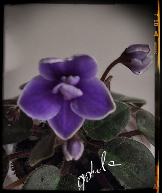  - Jolly Dark Cloud