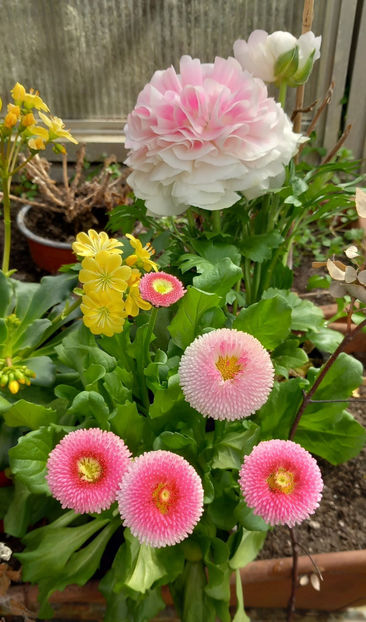 La caldurica. - 2025 - 01 - Primavara