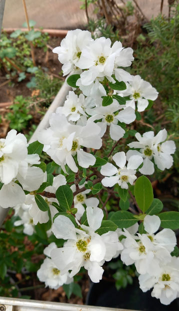  - 2025 - 01 - Primavara