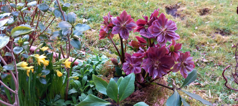  - Helleborus - Spanz